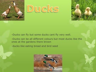 -Ducks can fly but some ducks cant fly very well.
-Ducks can be all different colours but most ducks like the
ones at the gardens there brown
-ducks like eating bread and bird seed
 