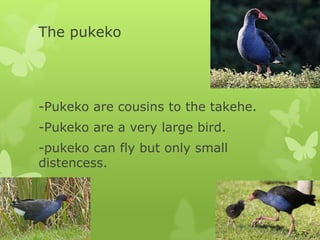 The pukeko




-Pukeko are cousins to the takehe.
-Pukeko are a very large bird.
-pukeko can fly but only small
distencess.
 