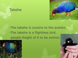 Takehe




-The takehe is cousins to the pukeko.
-The takehe is a flightless bird.
-people thoght of it to be extinct.
 