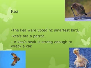 Kea



-The kea were voted nz smartest bird.
-kea’s are a parrot.
- A kea’s beak is strong enough to
wreck a car.
 