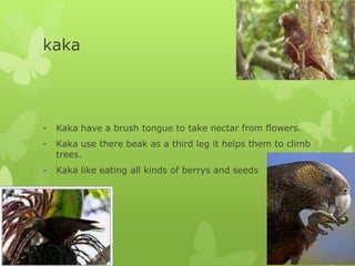 kaka




-   Kaka have a brush tongue to take nectar from flowers.
-   Kaka use there beak as a third leg it helps them to climb
    trees.
-   Kaka like eating all kinds of berrys and seeds
 