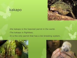 kakapo




-the kakapo is the heaviest parrot in the world.
-The kakapo is flightless.
-It is the only parrot that has a lek breeding system.
 