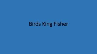 Birds King Fisher
 