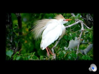 Birdslideshow1 | PPTX