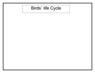 Birds` life Cycle
 