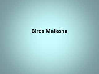 Birds Malkoha
 