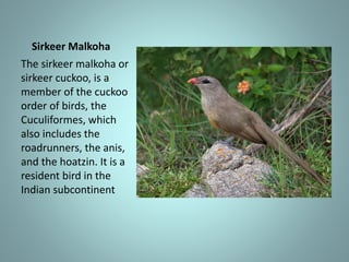 Sirkeer Malkoha
The sirkeer malkoha or
sirkeer cuckoo, is a
member of the cuckoo
order of birds, the
Cuculiformes, which
also includes the
roadrunners, the anis,
and the hoatzin. It is a
resident bird in the
Indian subcontinent
 