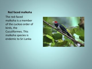 Red faced malkoha
The red-faced
malkoha is a member
of the cuckoo order of
birds, the
Cuculiformes. This
malkoha species is
endemic to Sri Lanka
 