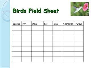 Birds Field Sheet Species  Fly Move Eat  Sing  Aggresion Pursue                                                                                                   