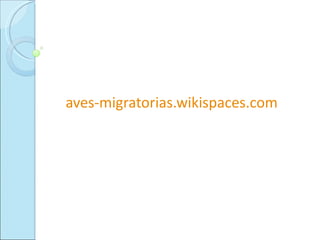 aves-migratorias.wikispaces.com 