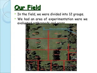 In the field, we were divided into 12 groups. We had an area of experimentation were we evaluated arthropods and grass.  Our Field 