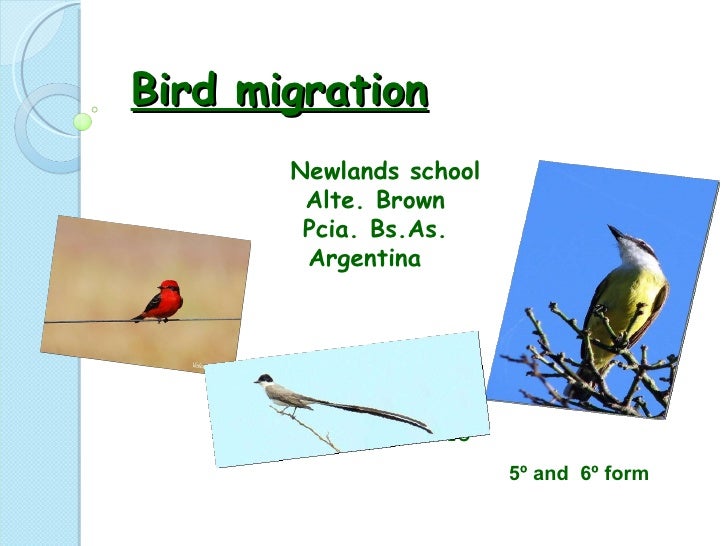 essay on bird migration