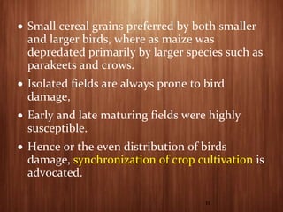 Birds Maturing Birds Management | PPTX