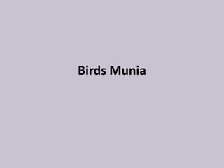 Birds Munia
 