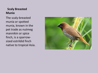 Scaly Breasted
Munia
The scaly-breasted
munia or spotted
munia, known in the
pet trade as nutmeg
mannikin or spice
finch, is a sparrow-
sized estrildid finch
native to tropical Asia.
 