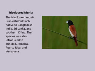 Tricoloured Munia
The tricoloured munia
is an estrildid finch,
native to Bangladesh,
India, Sri Lanka, and
southern China. The
species was also
introduced to
Trinidad, Jamaica,
Puerto Rico, and
Venezuela.
 