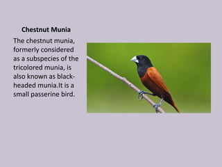 Chestnut Munia
The chestnut munia,
formerly considered
as a subspecies of the
tricolored munia, is
also known as black-
headed munia.It is a
small passerine bird.
 