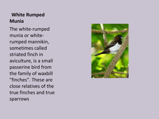 White Rumped
Munia
The white-rumped
munia or white-
rumped mannikin,
sometimes called
striated finch in
aviculture, is a small
passerine bird from
the family of waxbill
"finches". These are
close relatives of the
true finches and true
sparrows
 