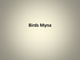 Birds Myna
 
