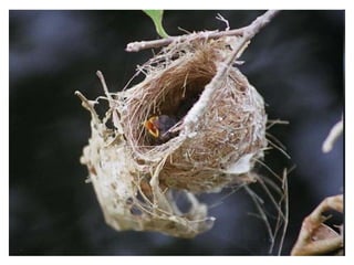 Birds Nests