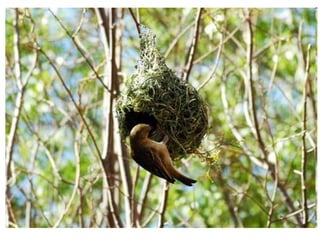 Birds Nests