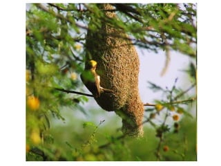 Birds Nests