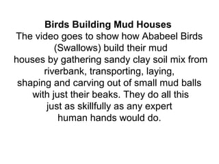 Birds Building Mud Houses
The video goes to show how Ababeel Birds
(Swallows) build their mud
houses by gathering sandy clay soil mix from
riverbank, transporting, laying,
shaping and carving out of small mud balls
with just their beaks. They do all this
just as skillfully as any expert
human hands would do.

 