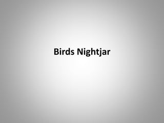 Birds Nightjar
 