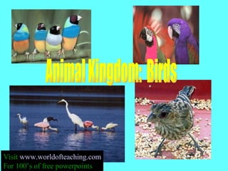 Animal Kingdom:  Birds Visit  www.worldofteaching.com For 100’s of free powerpoints 