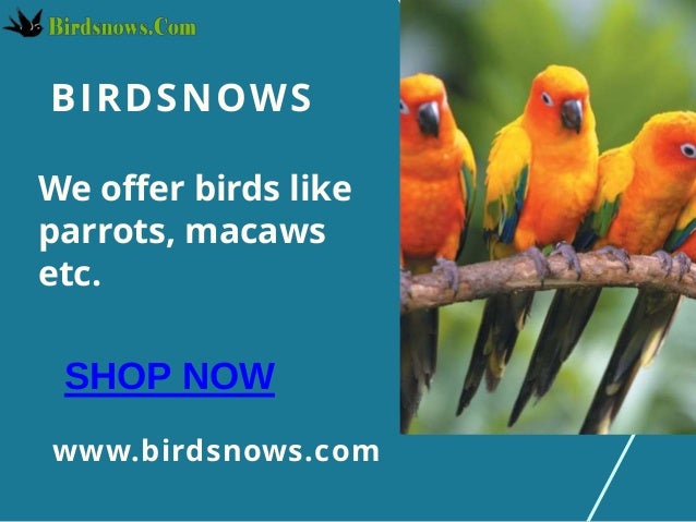 buy birds