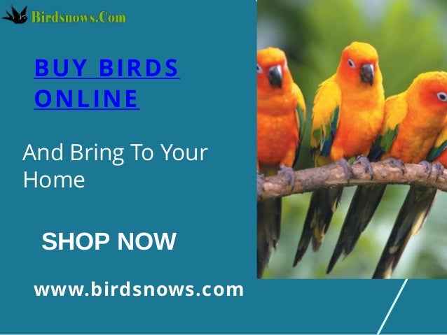 Buy Birds Online From Birdsnows Store At Reasonable price