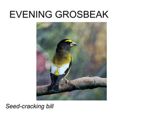 EVENING GROSBEAK Seed-cracking bill 