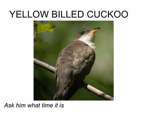 YELLOW BILLED CUCKOO Ask him what time it is 