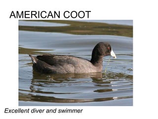AMERICAN COOT Excellent diver and swimmer 
