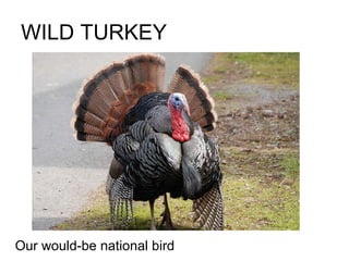 WILD TURKEY Our would-be national bird 