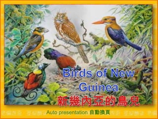 Birds of New Guinea新幾內亞的鳥兒 Auto presentation 自動換頁  