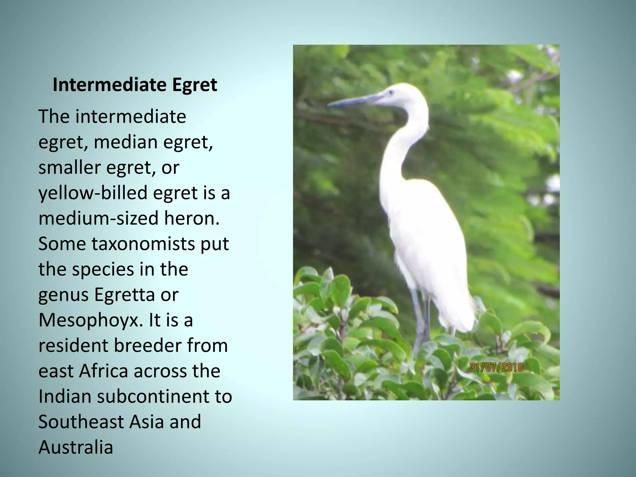 Intermediate Egret
The intermediate
egret, median egret,
smaller egret, or
yellow-billed egret is a
medium-sized heron.
Some taxonomists put
the species in the
genus Egretta or
Mesophoyx. It is a
resident breeder from
east Africa across the
Indian subcontinent to
Southeast Asia and
Australia
 