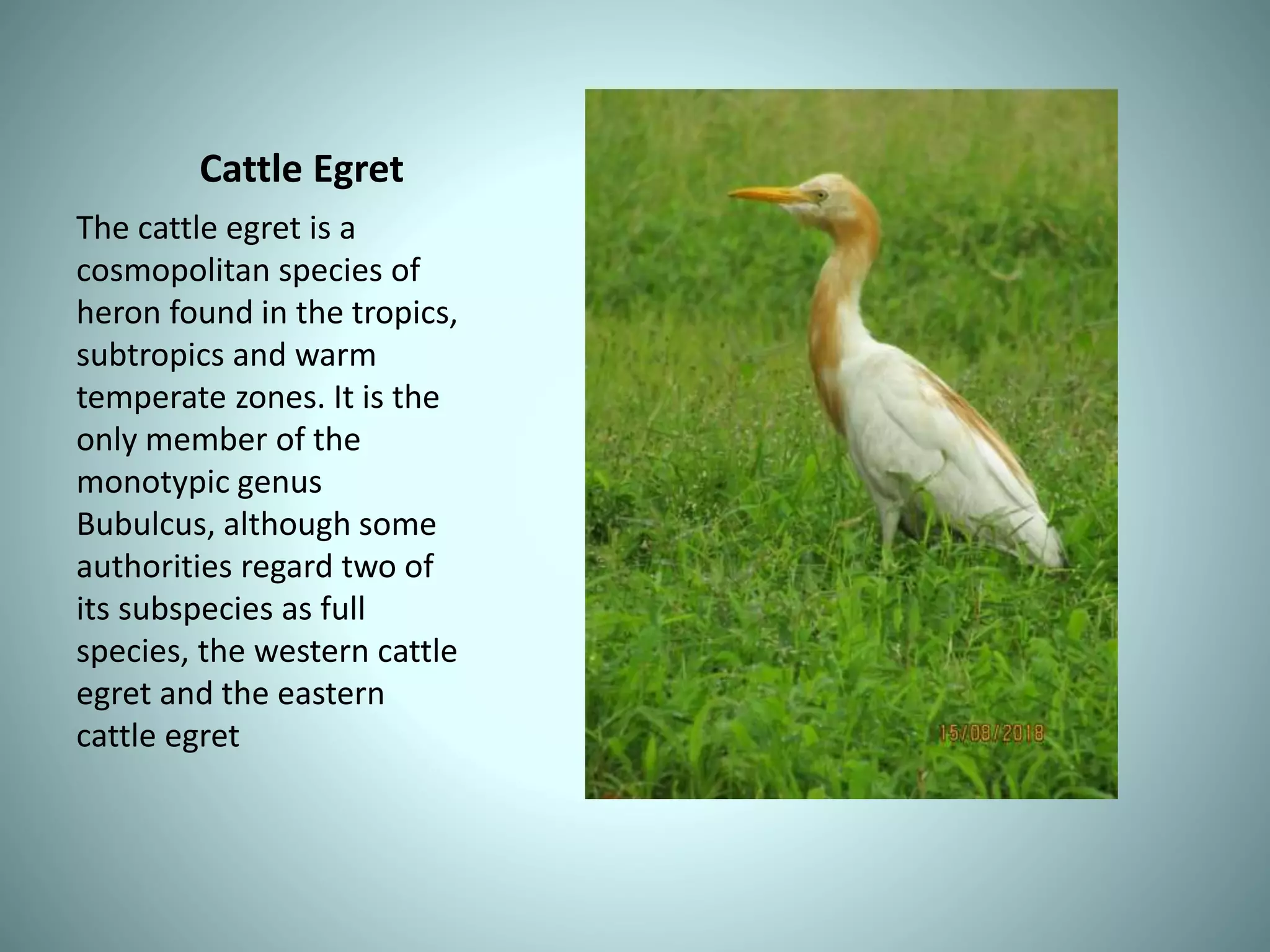 Cattle Egret
The cattle egret is a
cosmopolitan species of
heron found in the tropics,
subtropics and warm
temperate zones. It is the
only member of the
monotypic genus
Bubulcus, although some
authorities regard two of
its subspecies as full
species, the western cattle
egret and the eastern
cattle egret
 