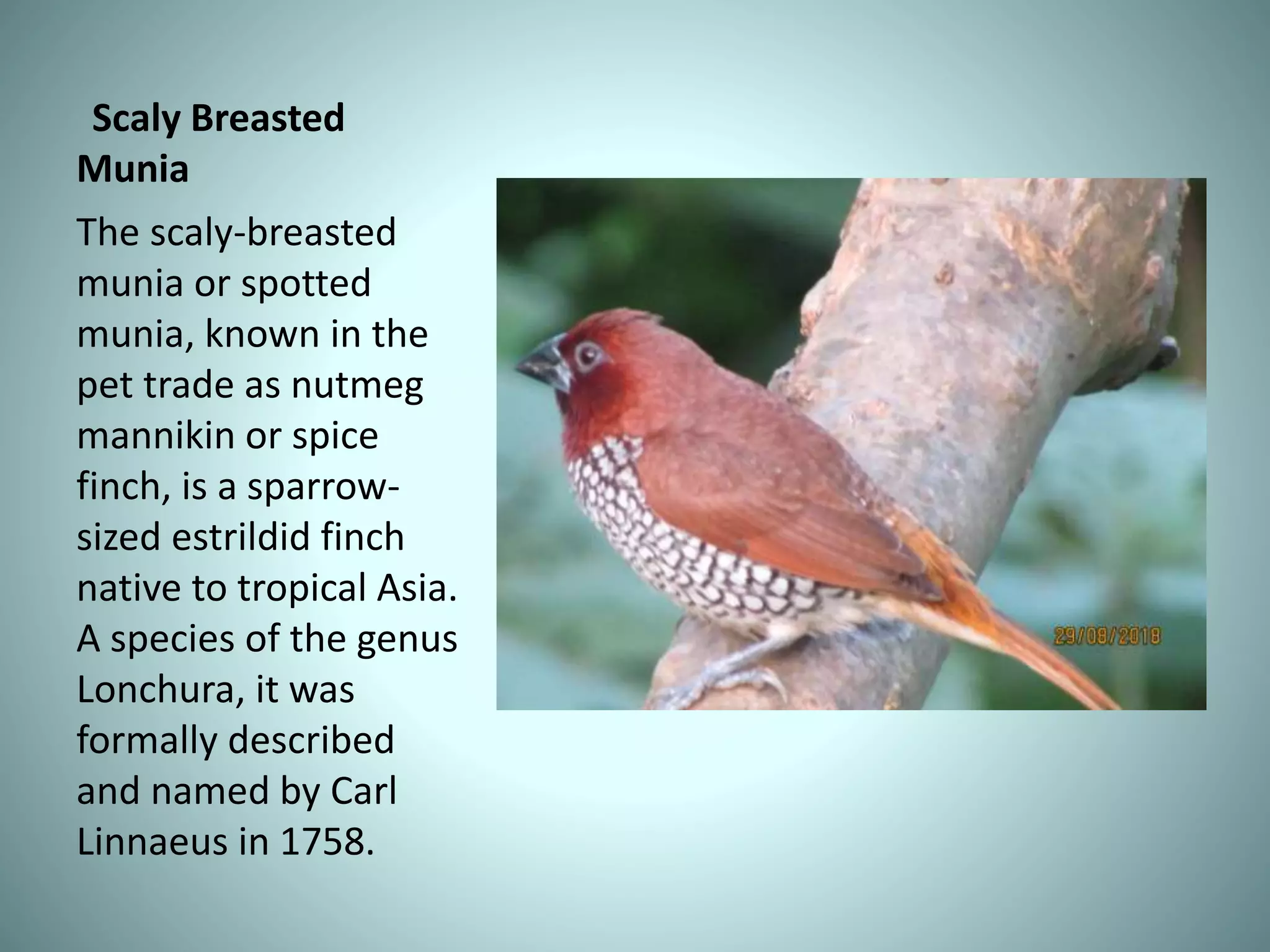 Scaly Breasted
Munia
The scaly-breasted
munia or spotted
munia, known in the
pet trade as nutmeg
mannikin or spice
finch, is a sparrow-
sized estrildid finch
native to tropical Asia.
A species of the genus
Lonchura, it was
formally described
and named by Carl
Linnaeus in 1758.
 