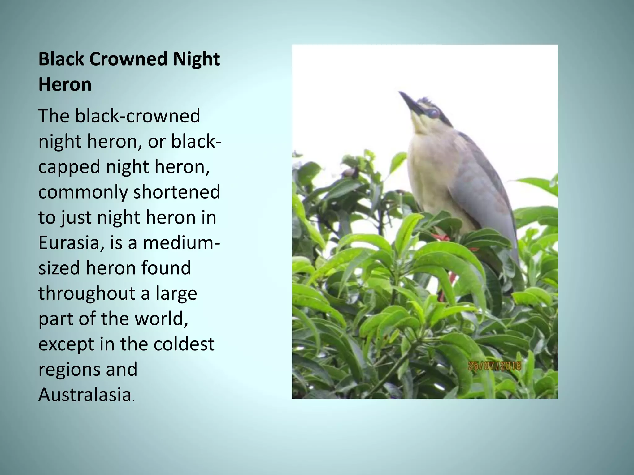 Black Crowned Night
Heron
The black-crowned
night heron, or black-
capped night heron,
commonly shortened
to just night heron in
Eurasia, is a medium-
sized heron found
throughout a large
part of the world,
except in the coldest
regions and
Australasia.
 