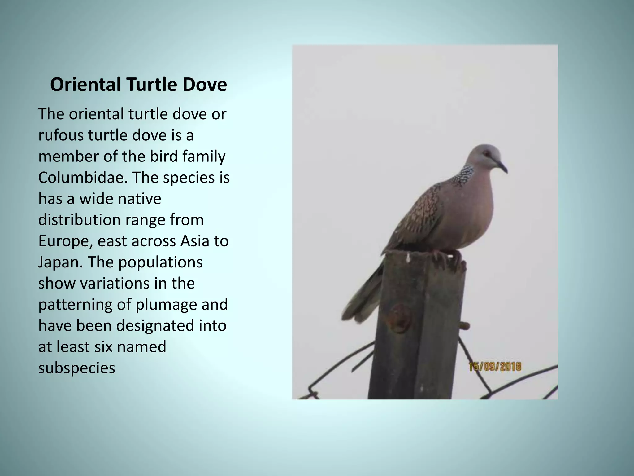 Oriental Turtle Dove
The oriental turtle dove or
rufous turtle dove is a
member of the bird family
Columbidae. The species is
has a wide native
distribution range from
Europe, east across Asia to
Japan. The populations
show variations in the
patterning of plumage and
have been designated into
at least six named
subspecies
 