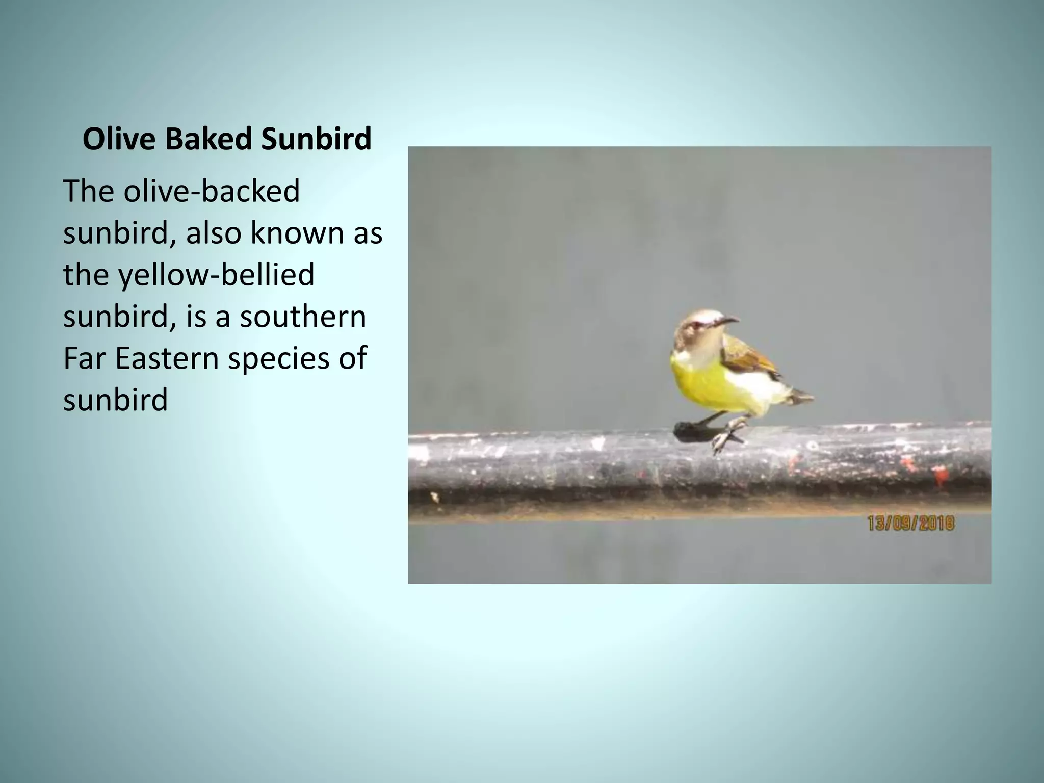 Olive Baked Sunbird
The olive-backed
sunbird, also known as
the yellow-bellied
sunbird, is a southern
Far Eastern species of
sunbird
 