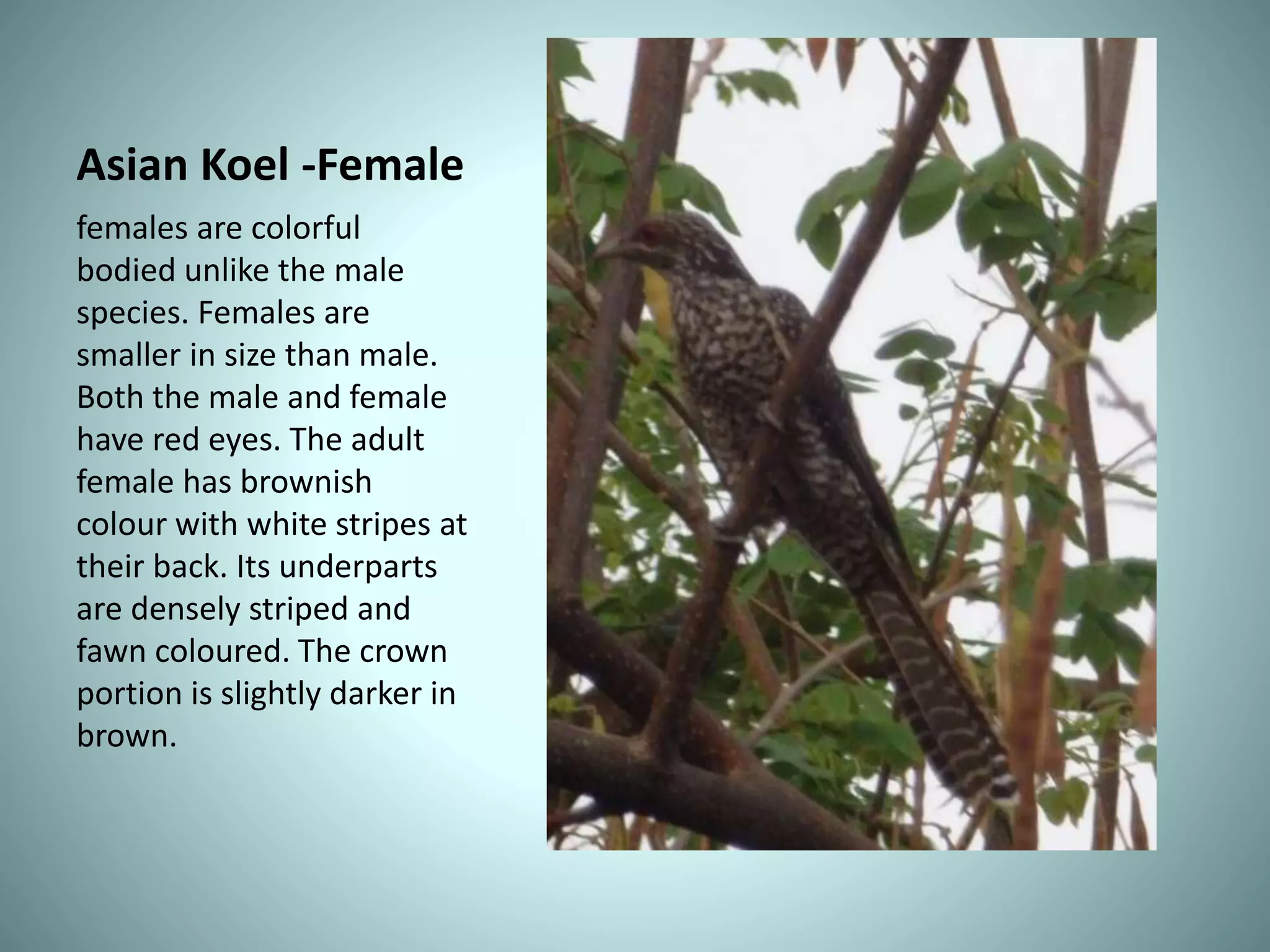 Asian Koel -Female
females are colorful
bodied unlike the male
species. Females are
smaller in size than male.
Both the male and female
have red eyes. The adult
female has brownish
colour with white stripes at
their back. Its underparts
are densely striped and
fawn coloured. The crown
portion is slightly darker in
brown.
 