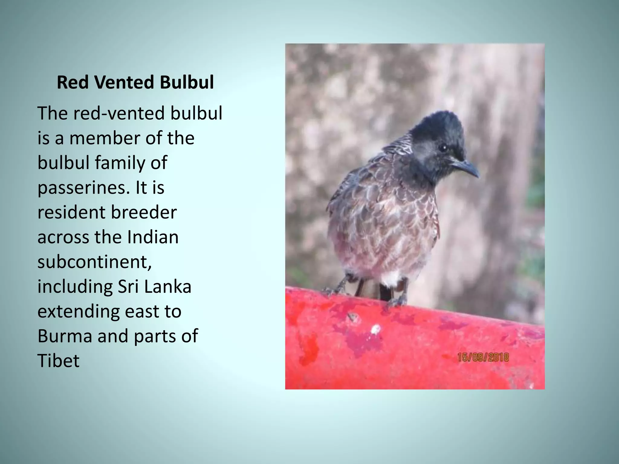 Red Vented Bulbul
The red-vented bulbul
is a member of the
bulbul family of
passerines. It is
resident breeder
across the Indian
subcontinent,
including Sri Lanka
extending east to
Burma and parts of
Tibet
 