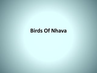 Birds Of Nhava
 