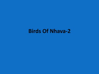 Birds Of Nhava-2
 