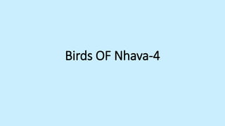 Birds OF Nhava-4
 