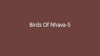 Birds Of Nhava-5
 