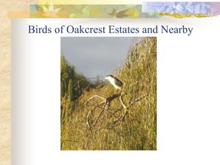 Birds of Oakcrest Estates and Nearby
 