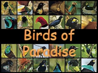 Birds of paradise (v.m.)